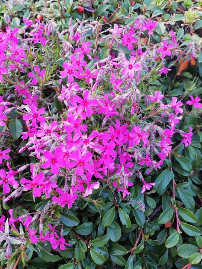 Garten Appartement Harmony Finkenstein am Faaker See Exterior foto